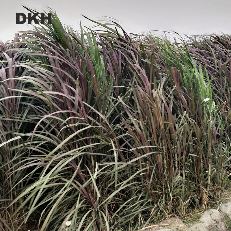 লালপাকচং ঘাসের কাটিং | Redpakchong Grass Cutting