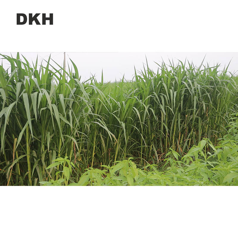 জারা ঘাসের কাটিং | Jara Grass Cutting - Image 3