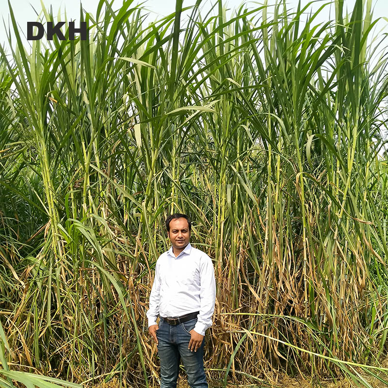 জারা ঘাসের কাটিং | Jara Grass Cutting