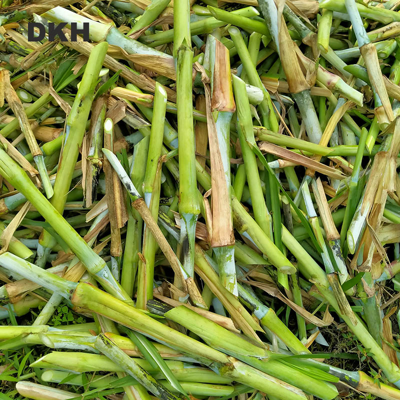 জারা ঘাসের কাটিং | Jara Grass Cutting - Image 5