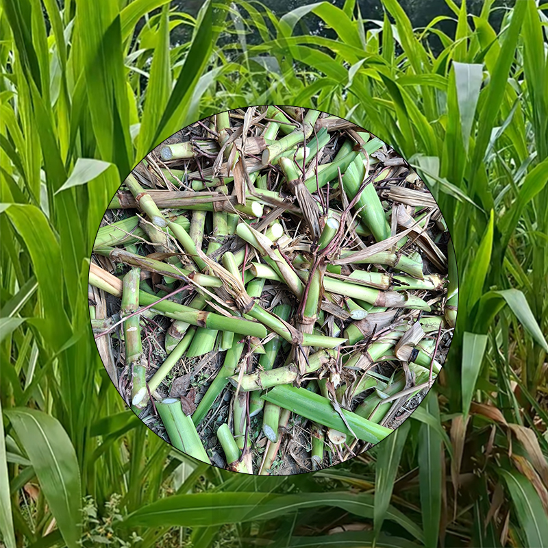 গুয়াতেমালা ঘাসের কাটিং (আমেরিকান) | Hybrid Guatemala Grass Cutting (American)
