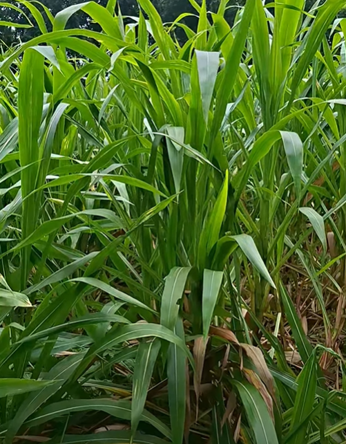 গুয়াতেমালা ঘাসের কাটিং (আমেরিকান) | Hybrid Guatemala Grass Cutting (American) - Image 4