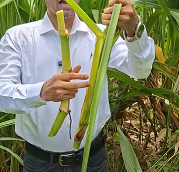 গুয়াতেমালা ঘাসের কাটিং (আমেরিকান) | Hybrid Guatemala Grass Cutting (American) - Image 6