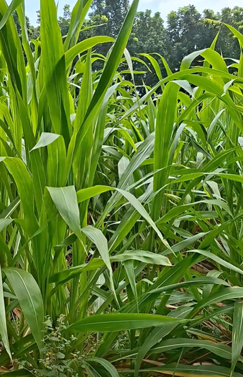 গুয়াতেমালা ঘাসের কাটিং (আমেরিকান) | Hybrid Guatemala Grass Cutting (American) - Image 5