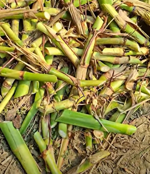 গুয়াতেমালা ঘাসের কাটিং (আমেরিকান) | Hybrid Guatemala Grass Cutting (American) - Image 2