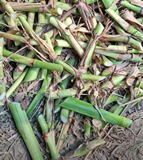গুয়াতেমালা ঘাসের কাটিং (আমেরিকান) | Hybrid Guatemala Grass Cutting (American) - Image 3