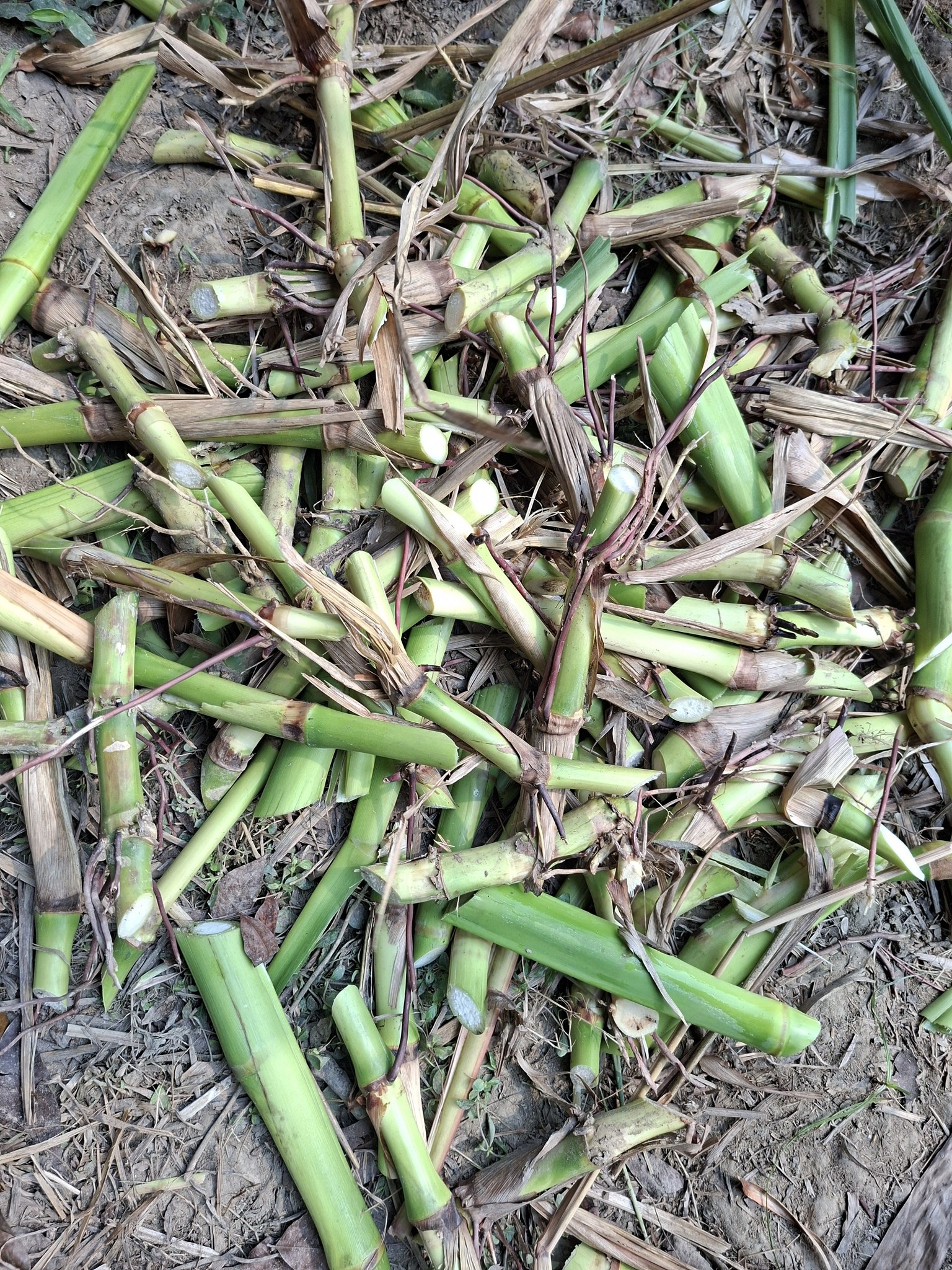 গুয়াতেমালা ঘাসের কাটিং (আমেরিকান) | Hybrid Guatemala Grass Cutting (American) - Image 7